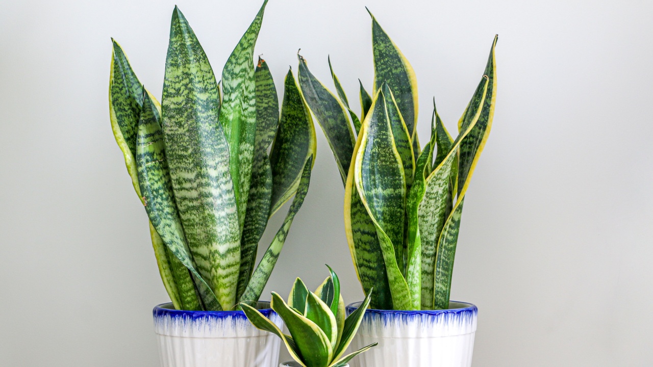 Δύο φυτά φιδιών Dracaena Trifasciata (Sansevieria trifasciata) και ένα μικρό σε ένα ξύλινο τραπέζι στο σπίτι
