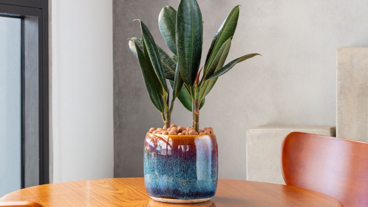 Το Ficus Elastica (καουτσούκ, μαύρο ficus, ελαστικό, μαύρο πρίγκιπας) καλλιεργείται σε μοναδικά σμάλτο σμάλτου. Πολύχρωμοι καλλιεργητές. Διακόσμηση στο σαλόνι. Έννοια φροντίδας φυτών οικιακής χρήσης. Εσωτερικά φυτά.