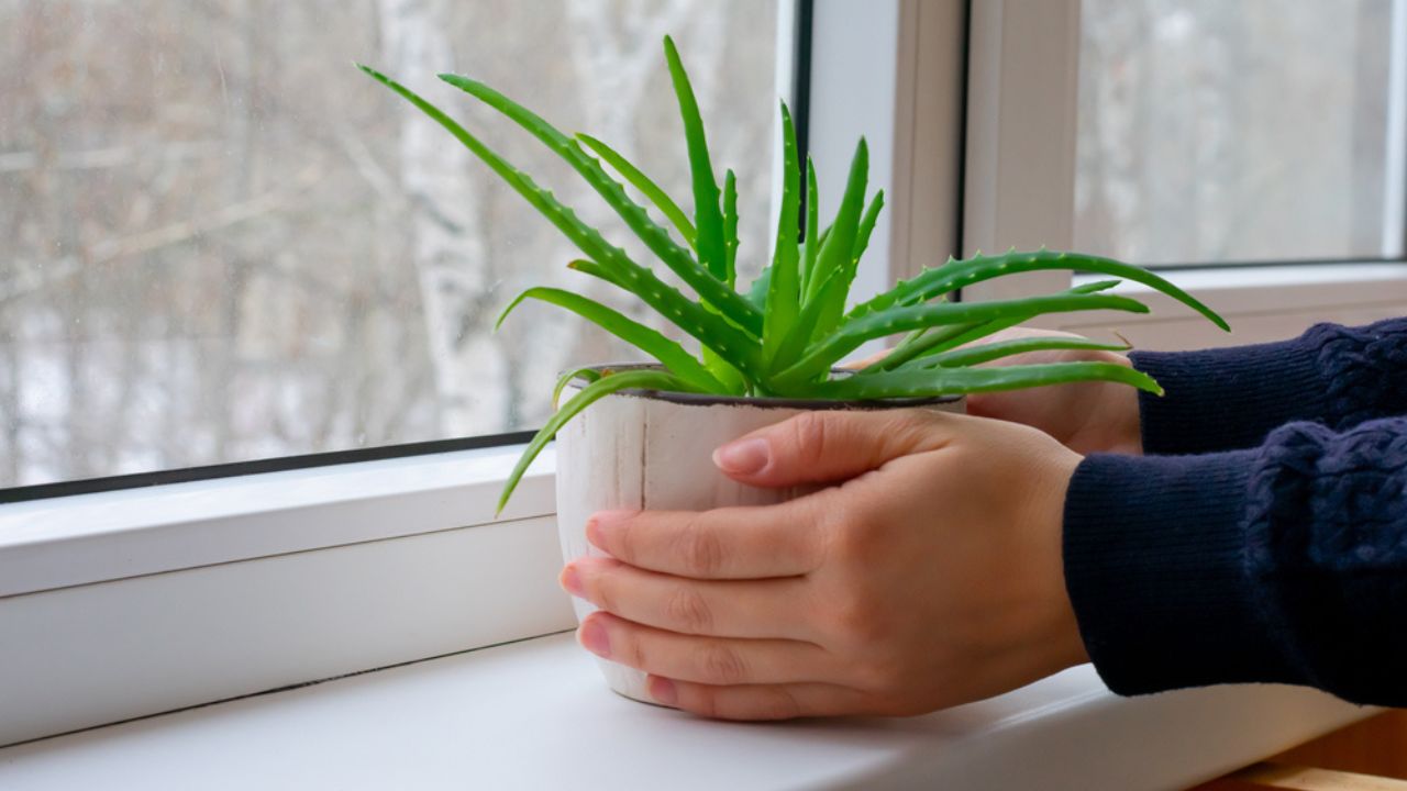Νέο φυτό αλόης με πράσινα φύλλα σε γλάστρες. House Plant στα χέρια της γυναίκας. Βάζοντας στο Windowsill