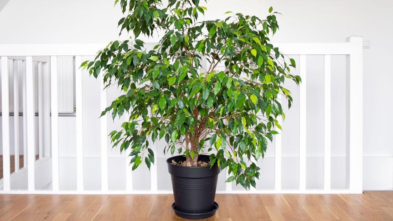Κλαμάτε σύκο (Ficus Benjamina)