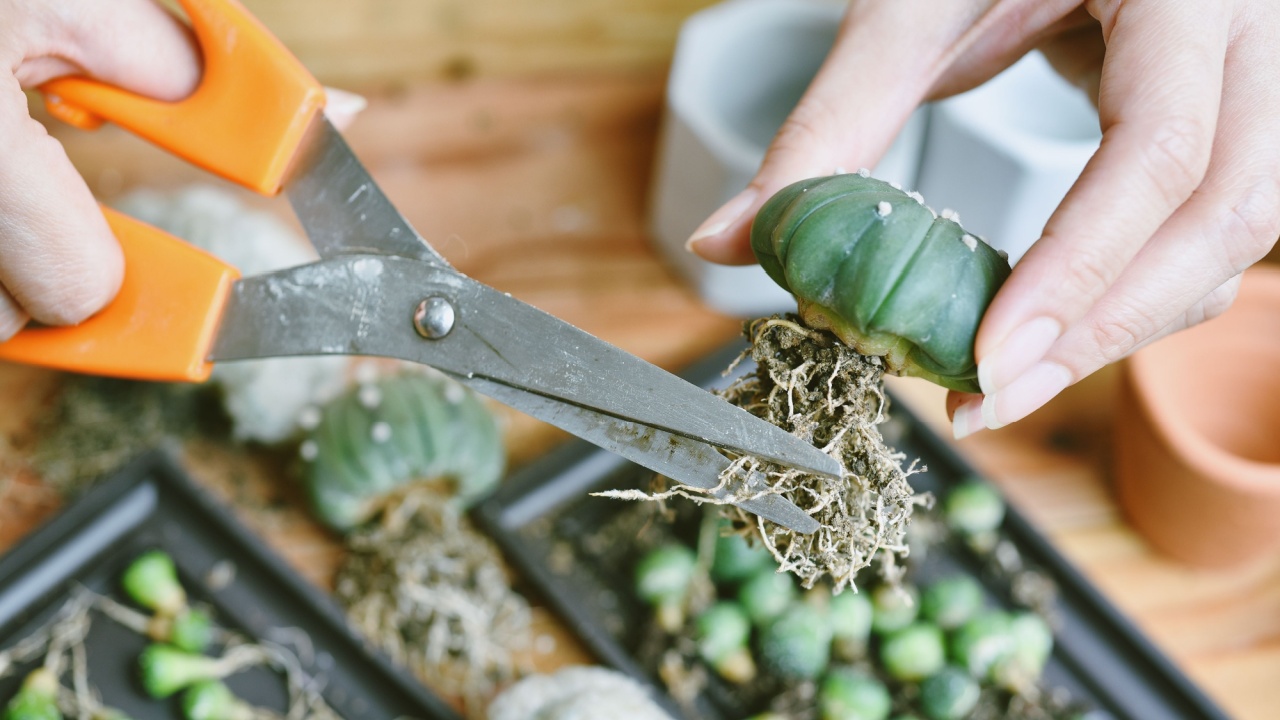 Cactus ρίζα κοπής, διάδοση των φυτών ερήμου, προετοιμασία εσωτερικού χώρου εσωτερικού χώρου για αναφύτευση, χόμπι για τον τρόπο ζωής της πόλης για διακόσμηση στο σπίτι.