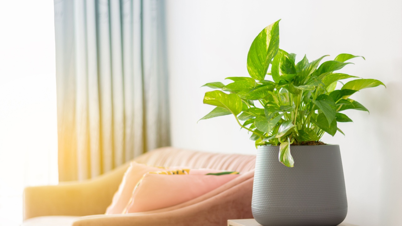 Epipranmnum aureum σε γλάστρες στο τραπέζι και ροζ καναπέ στο σαλόνι, φυτό οικιακού φυτό, χρυσό pothos καθαρίστε το φυτό Vining με φυτό σε σχήμα καρδιάς.