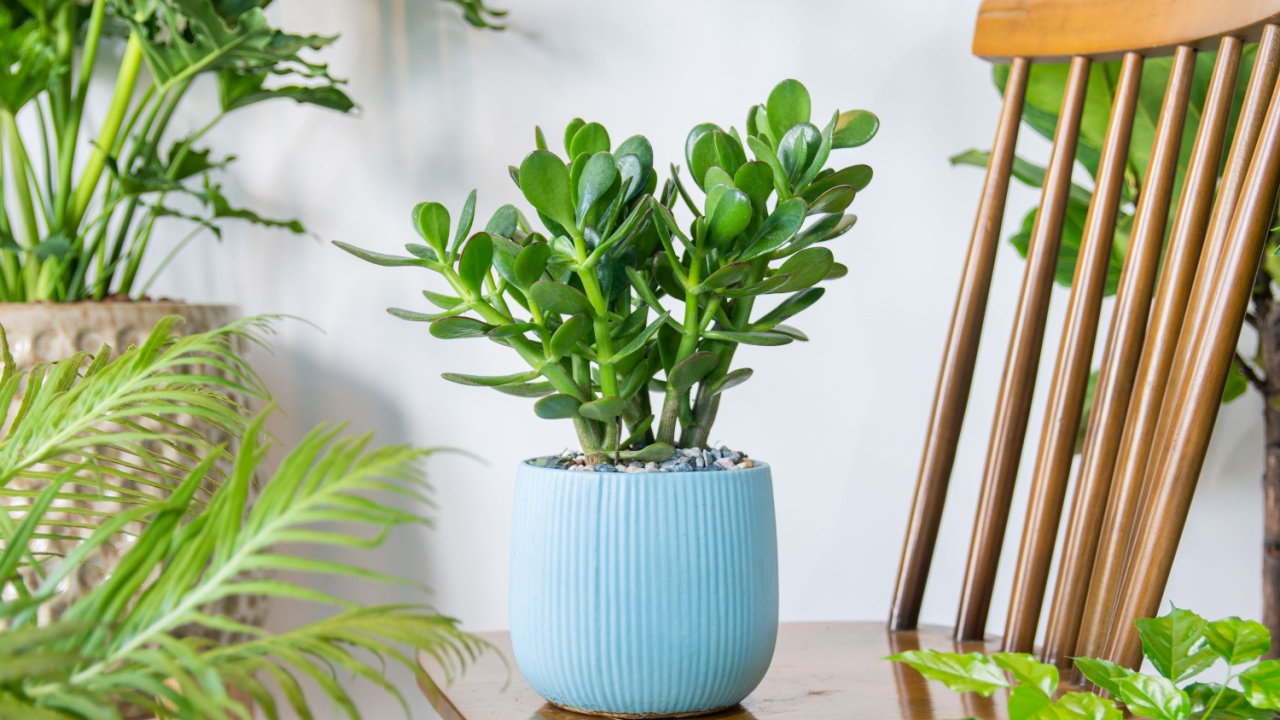 Χυμώδη crassula oval jade εργοστάσιο