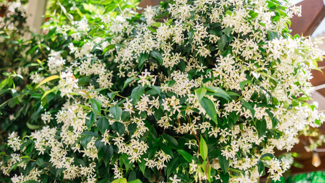 Κινέζικα αστέρια Jasmine Flowers, Trachelospermum jasminoides σε άνθιση.