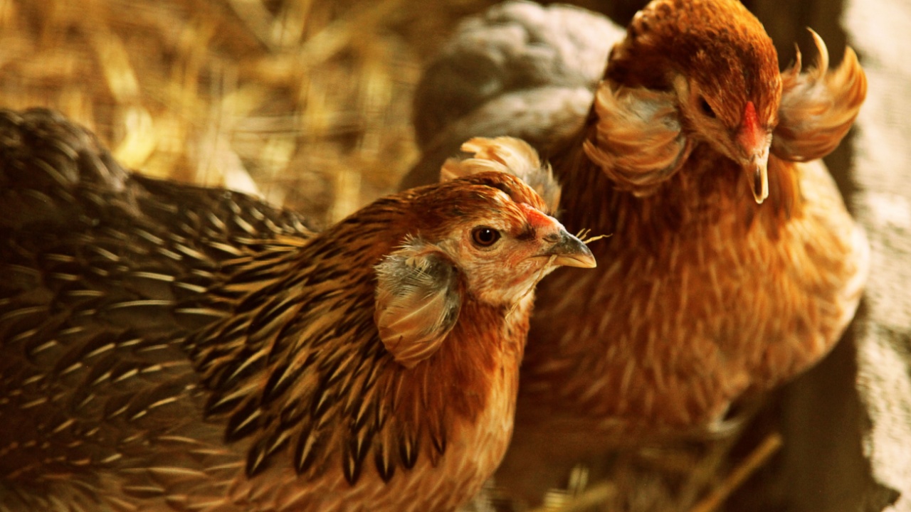 Ένα ζευγάρι κότες ποικιλίας Araucana