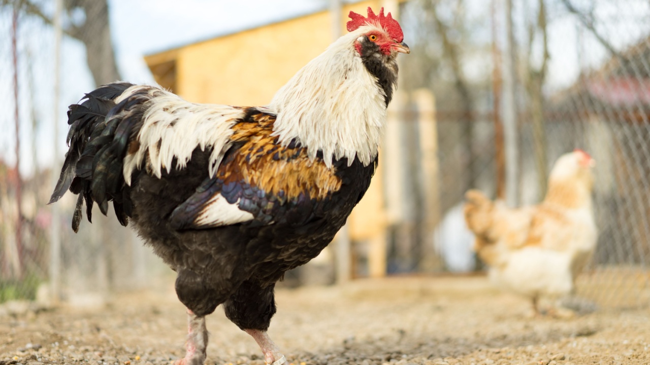 Faverolles Somon Cock στο Barton, περπατώντας και μια κότα στο παρασκήνιο