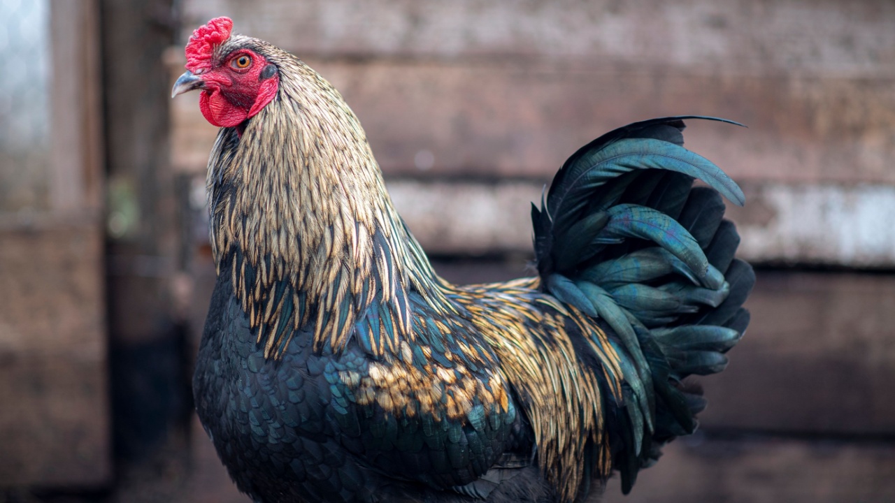 Πολύχρωμο κόκορα elive egger cockerel