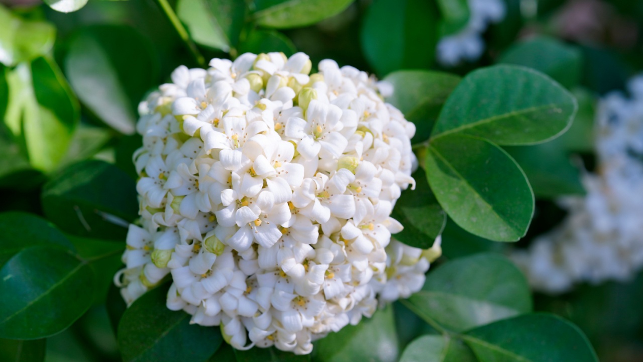 Όμορφο λευκό πορτοκαλί γιασεμί (Murraya paniculata), Andaman Satinwood, λουλούδια που ανθίζουν και αρωματικά στον κήπο.