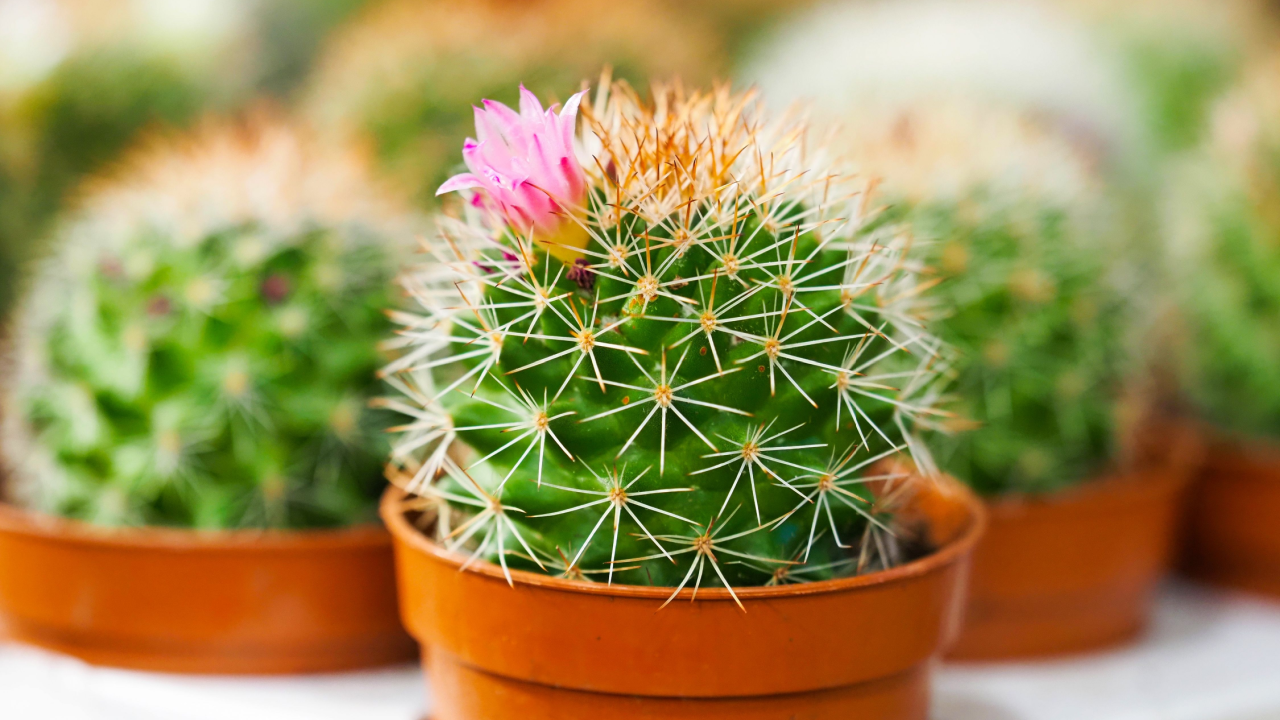Χρυσό βαρέλι κάκτος ή Echinocactus grusonii. Κοντινό πλάνο των κάκτων σε γλάστρες, ροζ ανθισμένο κάκτο