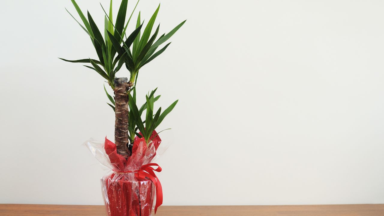 Yucca (ελέφαντες Yucca)
