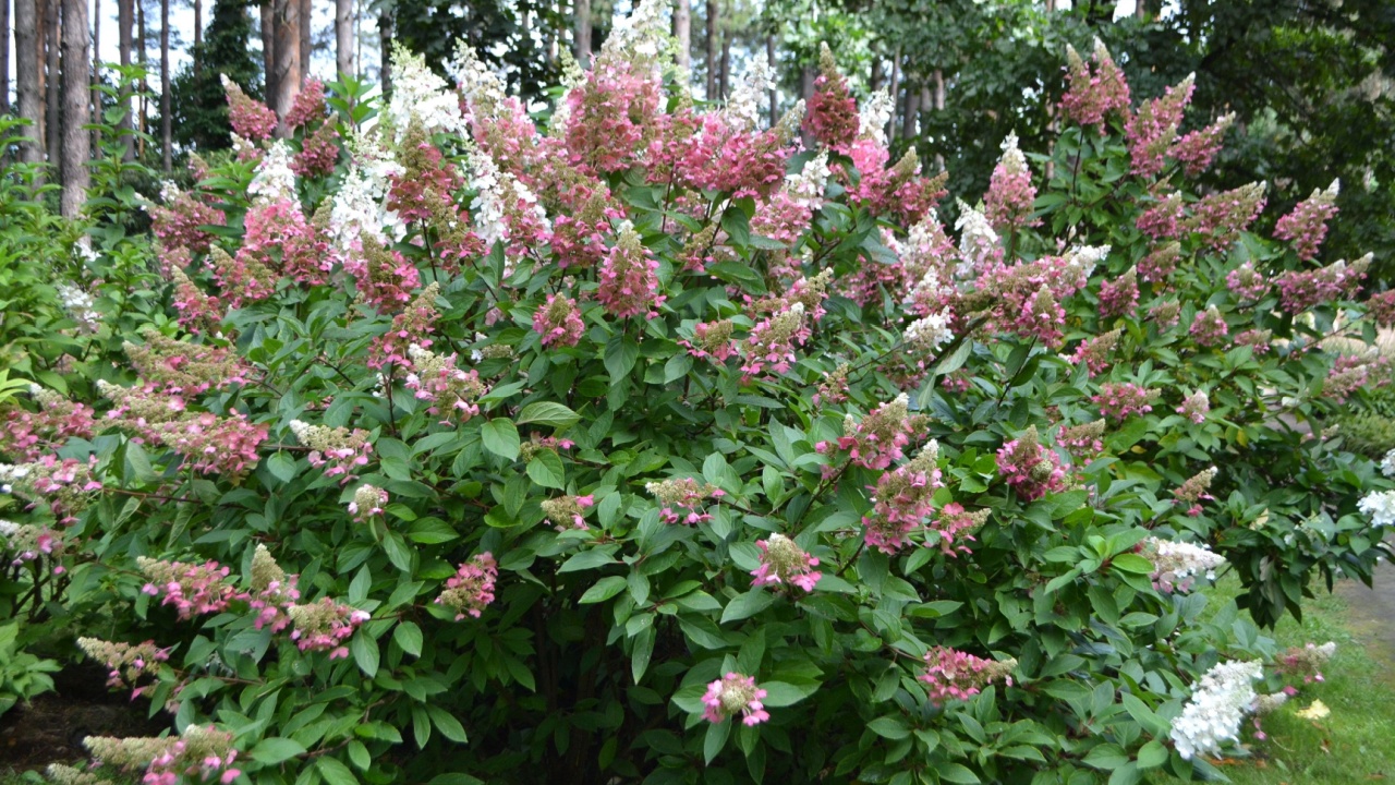 Η ανθοφορία της υδραυλικής ορτανίας «Pinky Winky» (Hydrangea paniculata)