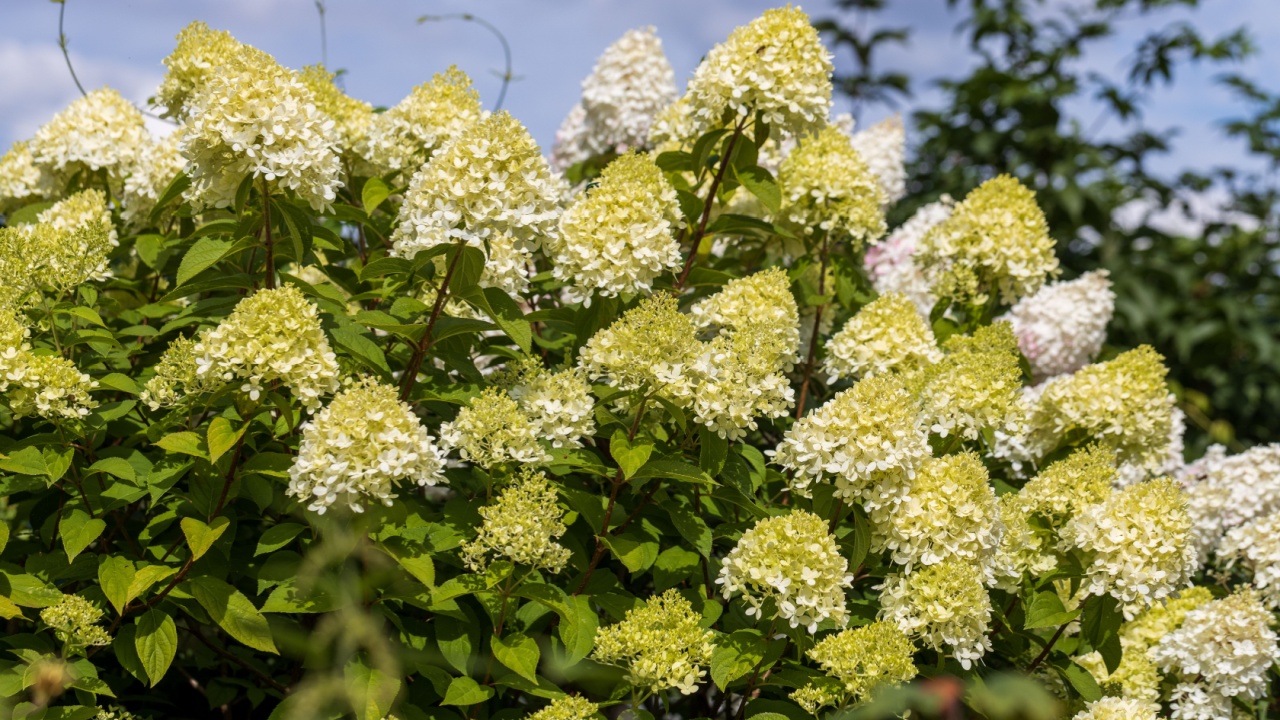 Hydrangea paniculata sort limelight: Hydrangea με πράσινα λουλούδια ανθίζει στον κήπο το καλοκαίρι