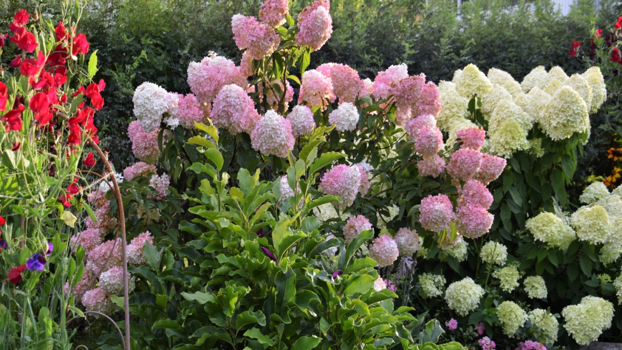 Hydrangea paniculata βανίλια και προσκήνιο στον κήπο