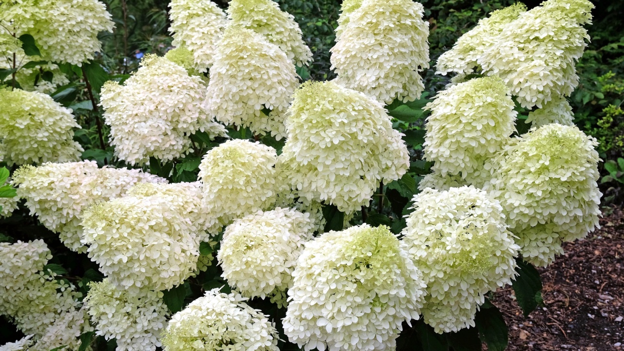 Μεγάλη λευκή ορτανσία paniculata 'Phantom' σε λουλούδι.
