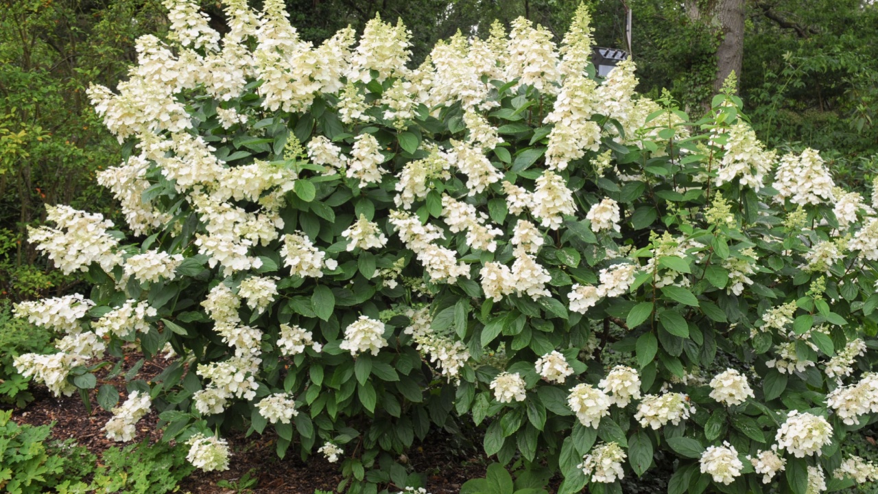 Hydrangea paniculata 'tardva' στο έδαφος στο Rosemoor, Devon, Αγγλία, Ηνωμένο Βασίλειο