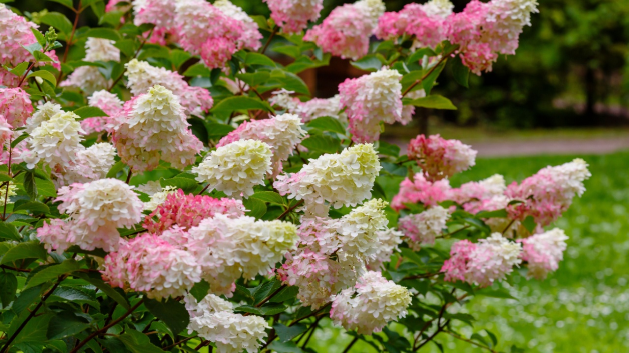 Η Hydrangea paniculata, η πανικού ορτανσία, είναι ένα είδος ανθοφορίας στην οικογένεια Hydrangeaceae
