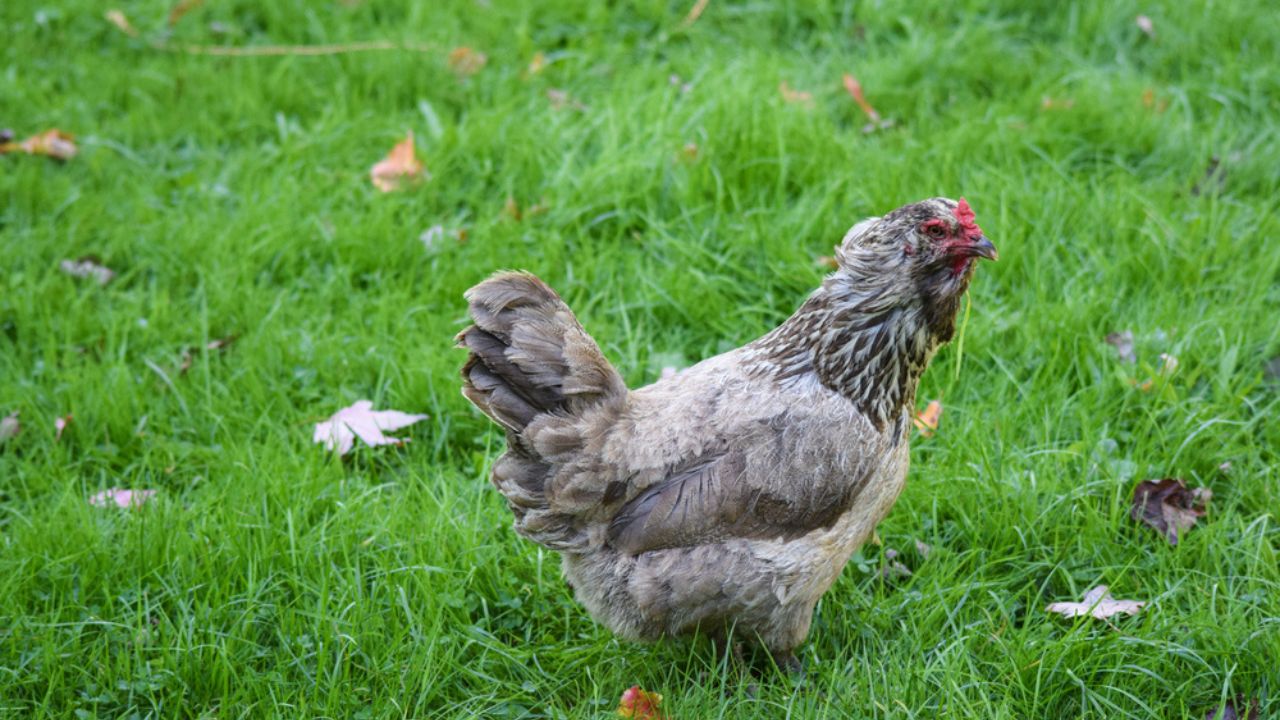 Κοτόπουλο Ameraucana. Επίσης γνωστό ως κοτόπουλο αυγών του Πάσχα λόγω των πολύχρωμων αυγών του. Είναι μια από τις πιο δημοφιλείς εξημερωμένες φυλές στη Βόρεια Αμερική.