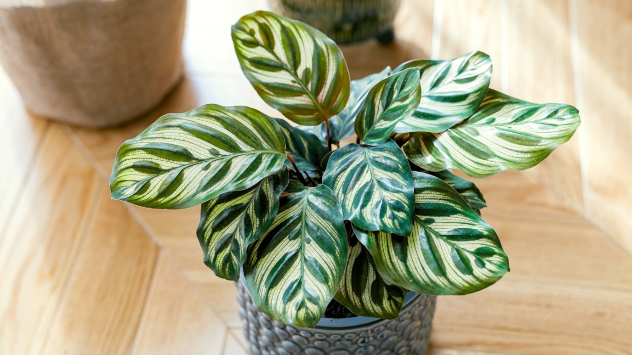 Αναγνωριστικό φωτογραφίας απόθεμα: 2221039849 Calathea Makoyana (γνωστή ως Peacock Calathea, το εργοστάσιο παγώνι, εργοστάσιο προσευχής) που αναπτύσσεται σε εσωτερικούς χώρους