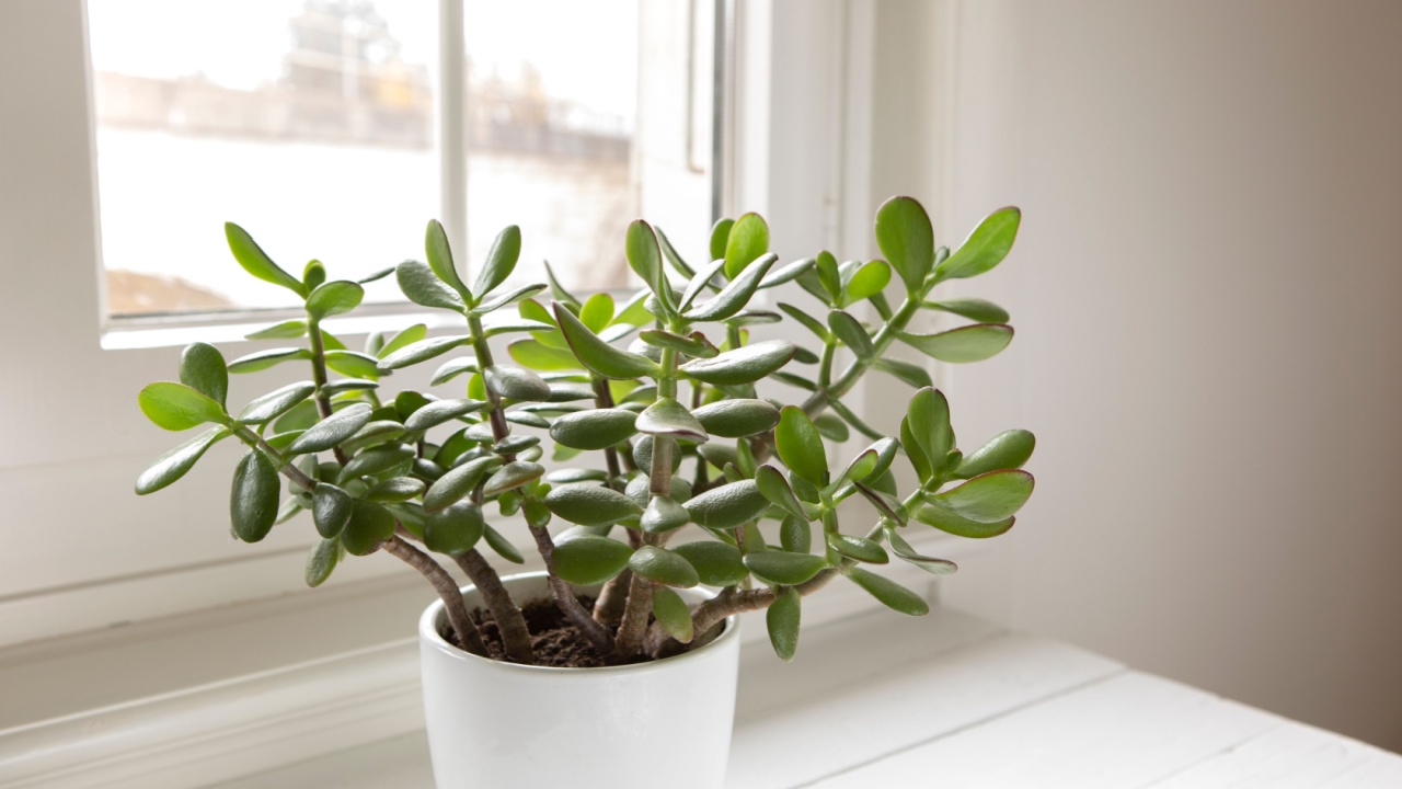 Crassula ovata, Jade Plant Close-up. House Plant στο δοχείο στο τραπέζι δίπλα στο παράθυρο. Πλούσια, φρέσκα πράσινα φύλλα φυτείας εσωτερικού χώρου. Χαμογενής στον κήπο στο σπίτι.