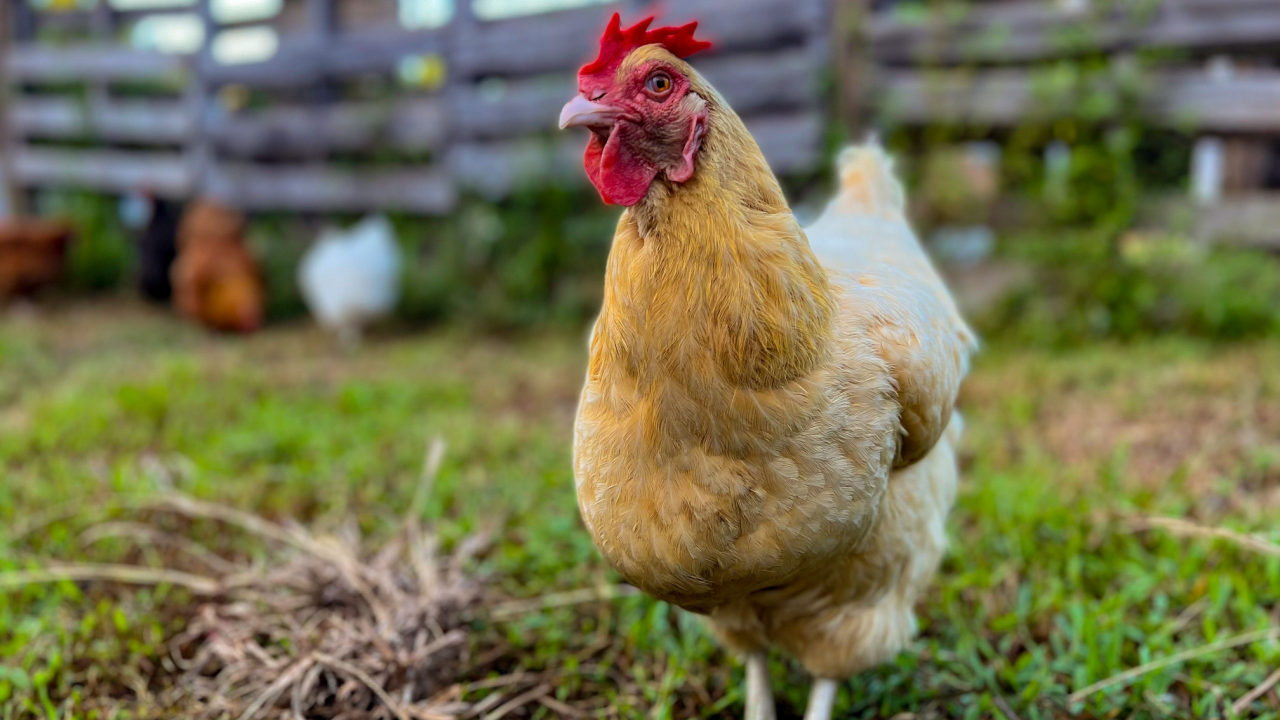Ανοιχτό καφέ, buff orpington κοτόπουλο κότα που περπατά προς την κάμερα προσεκτικά σε ένα μικρό πεδίο σε μια εξοχική κατοικία με ένα ξύλινο φράκτη παλετών στο παρασκήνιο και άλλα κοτόπουλα σε ένα όμορφο βράδυ.