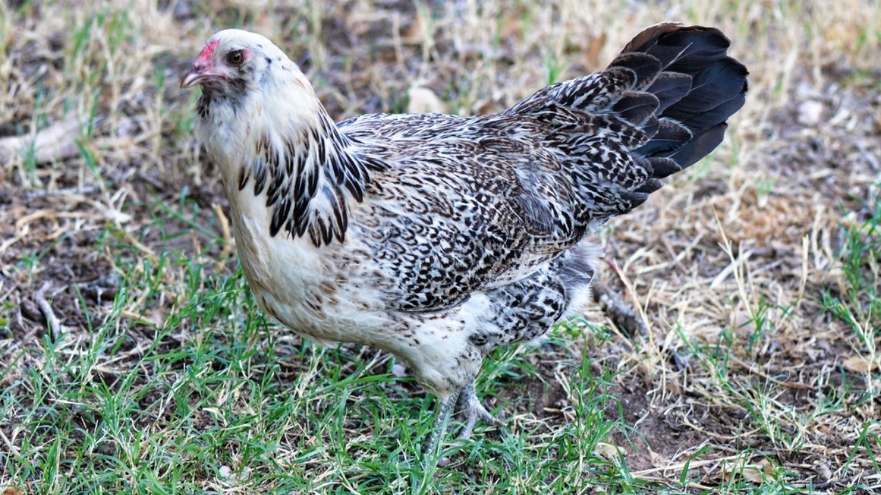 Μαύρο και άσπρο Πάσχα egger κότα κοτόπουλο