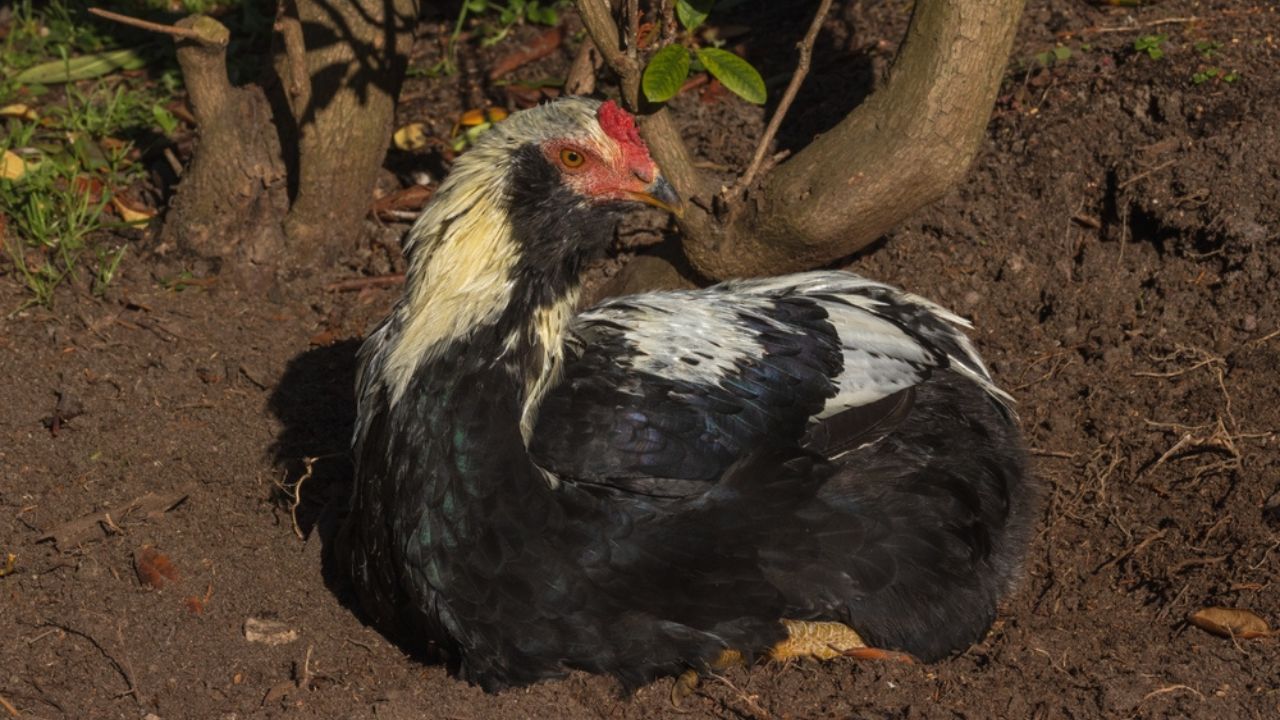 Ενήλικα καθαρό-πόδια araucana'chicken ως crare chciken φυλής και μπλε στρώμα αυγού.