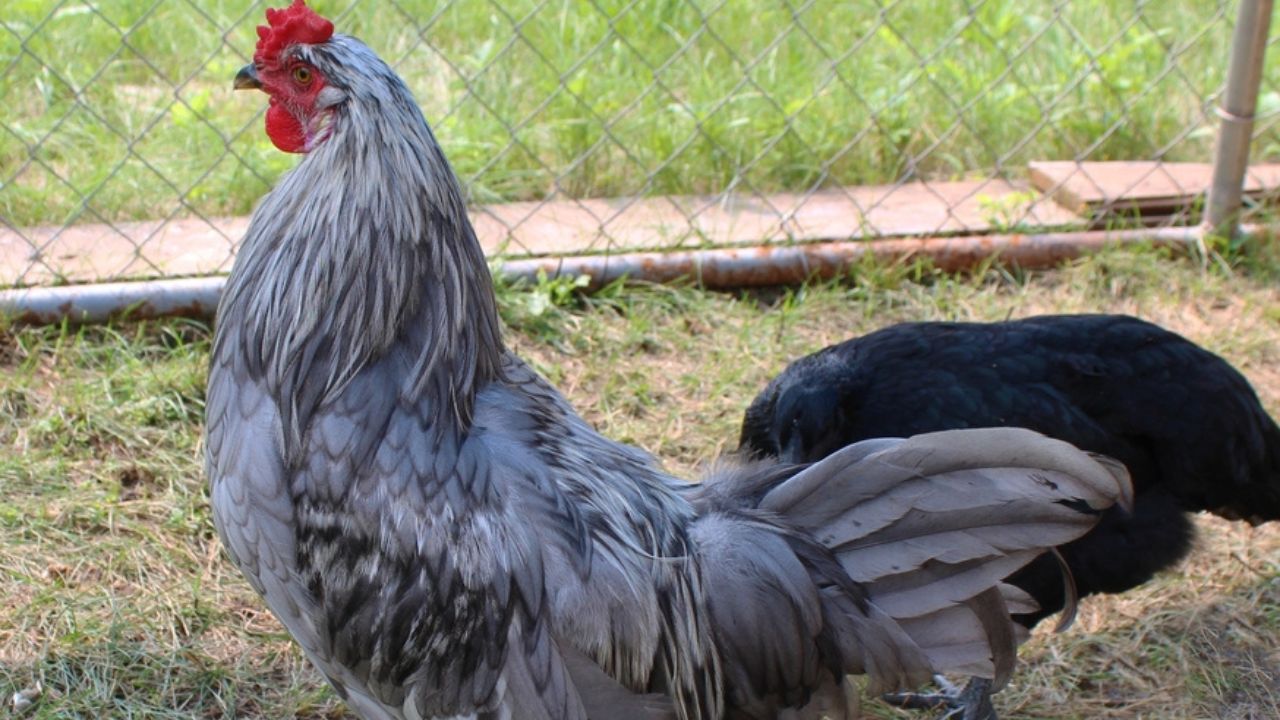 Ένας νεαρός Whiting True Blue Rooster. Μπλε κοτόπουλο Αρκάνσας