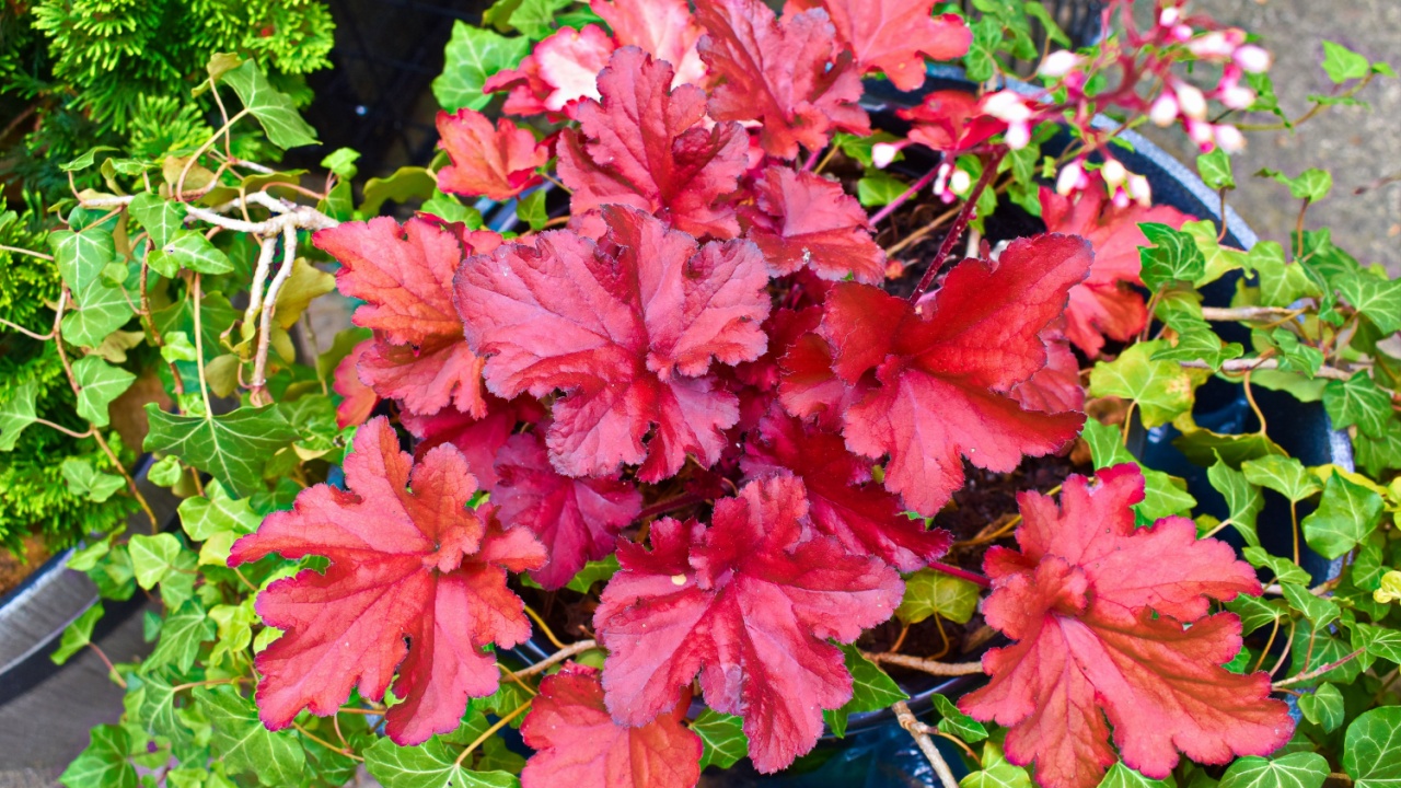 Κόκκινα κουδούνια (Heuchera) και Αγγλικά Ivy. Εγγυημένη στη Βόρεια Αμερική, η Heuchera είναι επίσης γνωστή ως Alumroot, ένα όνομα που προέρχεται από τις φαρμακευτικές τους ιδιότητες ως ανακουφιστής πόνου και αντιφλεγμονώδη.