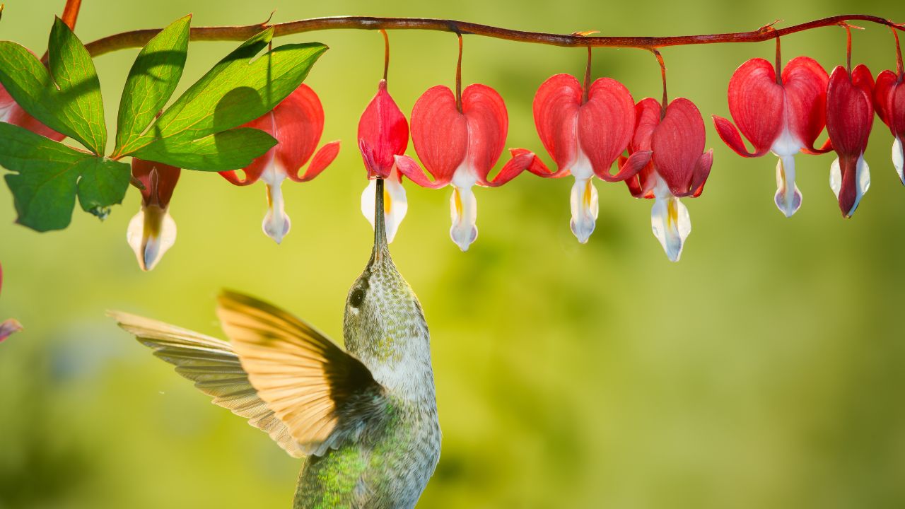 Αιμορραγία καρδιάς (lamprocapnos spectabilis) κολίβριο